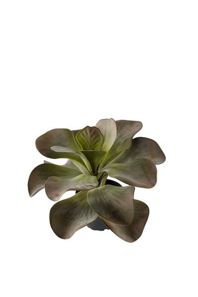 Konstväxt Kalanchoe 25 cm